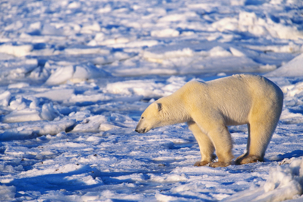 animal adaptation polar bear